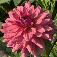 Dahlia Negroni Sunset